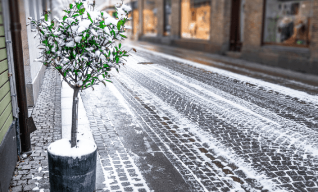 Kann man olivenbaum im wohnzimmer überwintern