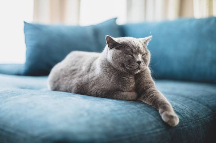 Katze nachts alleine im wohnzimmer