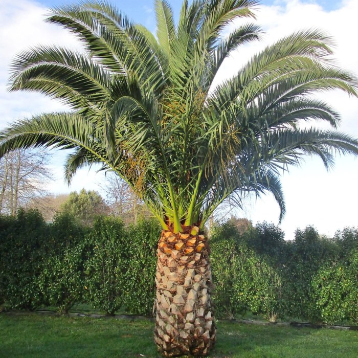 Canary fronds xtremehorticulture desert scorching talked notice turning