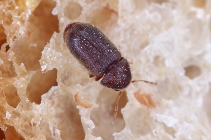 Kleine schwarze käfer im wohnzimmer